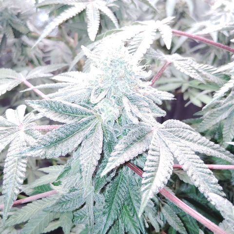 Blue Dream - Gen 1 growlog timeline photo