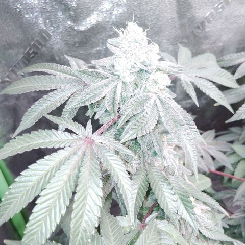 Blue Dream - Gen 1 growlog timeline photo