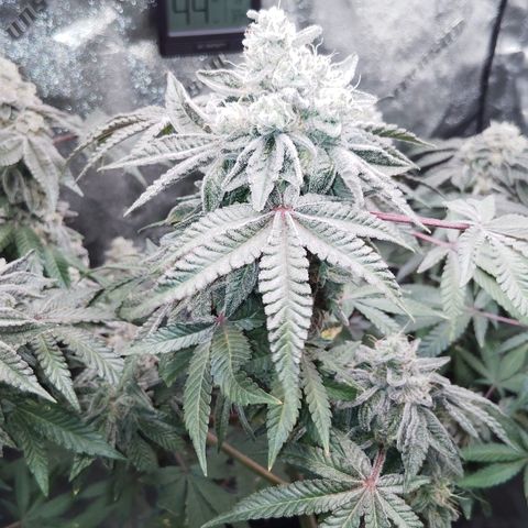 Blue Dream - Gen 1 growlog timeline photo