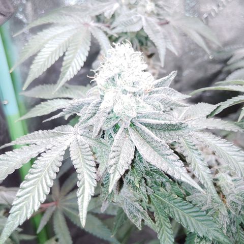 Blue Dream - Gen 1 growlog timeline photo