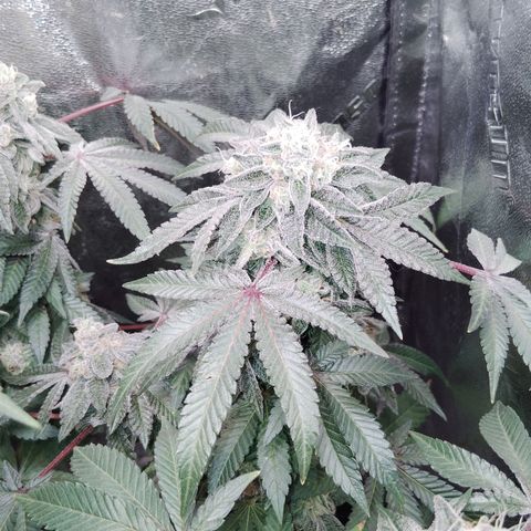 Blue Dream - Gen 1 growlog timeline photo