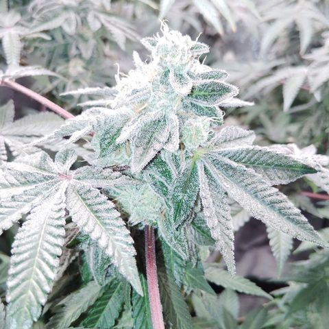 Blue Dream - Gen 1 growlog timeline photo