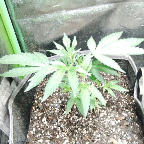Blue Dream - Gen 2 growlog timeline photo