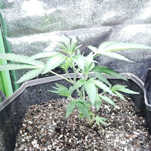 Blue Dream - Gen 2 growlog timeline photo
