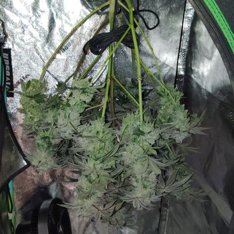 Blue Dream - Gen 1 growlog timeline photo