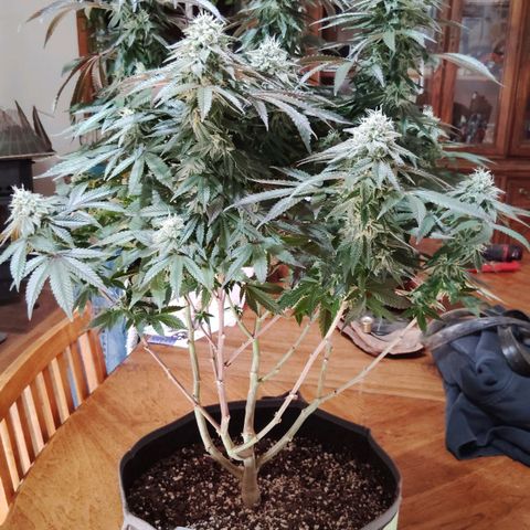 Blue Dream - Gen 2 growlog timeline photo