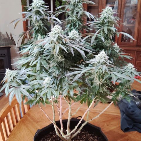 Blue Dream - Gen 2 growlog timeline photo