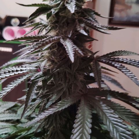 Blue Dream - Gen 2 growlog timeline photo