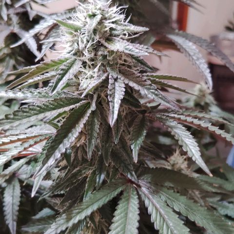 Blue Dream - Gen 2 growlog timeline photo