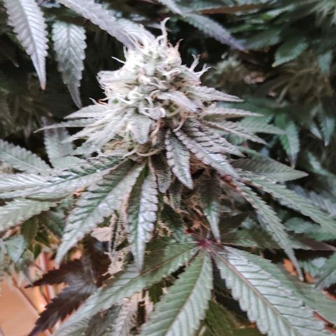 Blue Dream - Gen 2 growlog timeline photo
