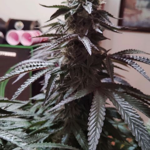 Blue Dream - Gen 2 growlog timeline photo