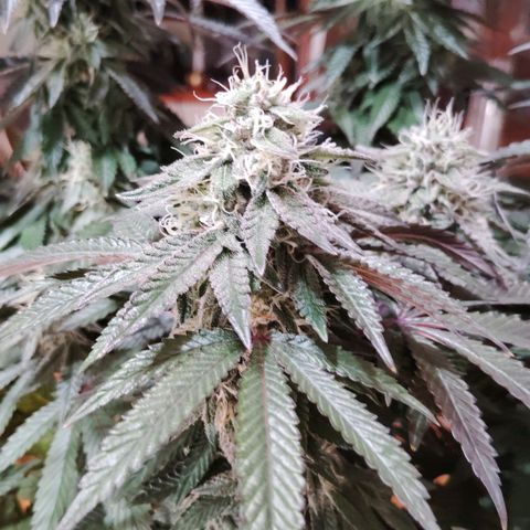 Blue Dream - Gen 2 growlog timeline photo