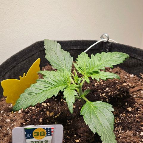 Triple G Automatic growlog timeline photo