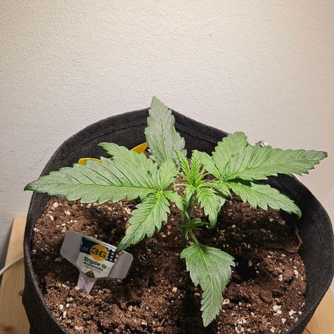 Triple G Automatic growlog timeline photo