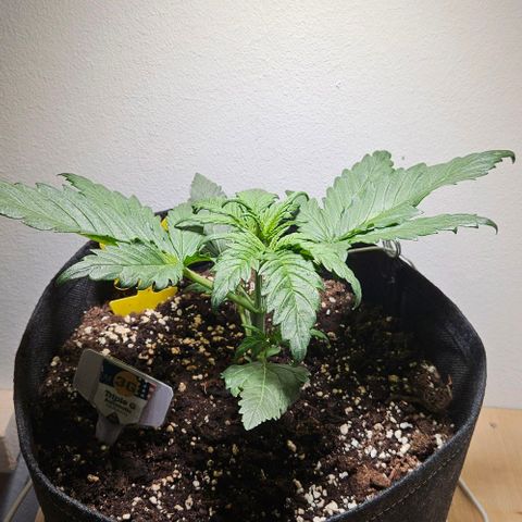 Triple G Automatic growlog timeline photo