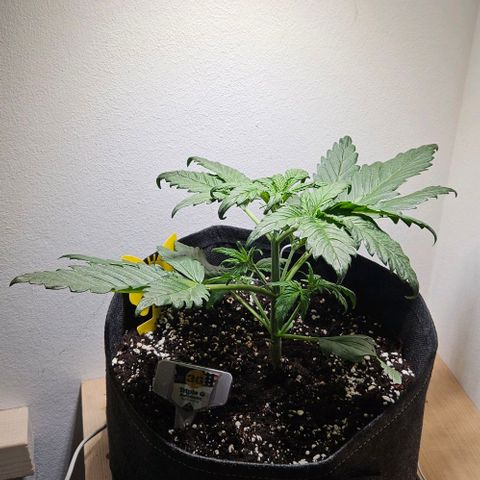 Triple G Automatic growlog timeline photo