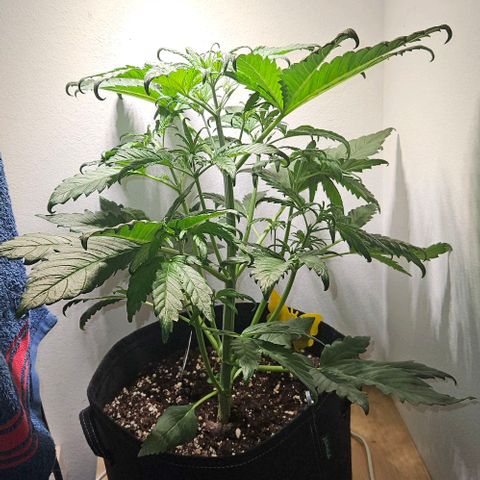 Triple G Automatic growlog timeline photo