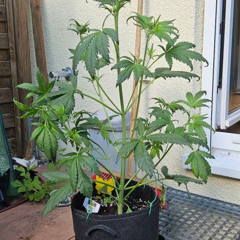 Triple G Automatic growlog timeline photo