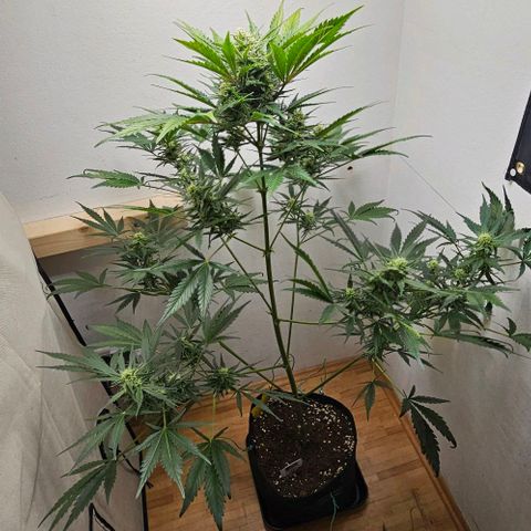 Triple G Automatic growlog timeline photo