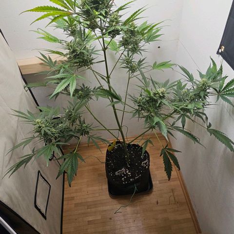 Triple G Automatic growlog timeline photo