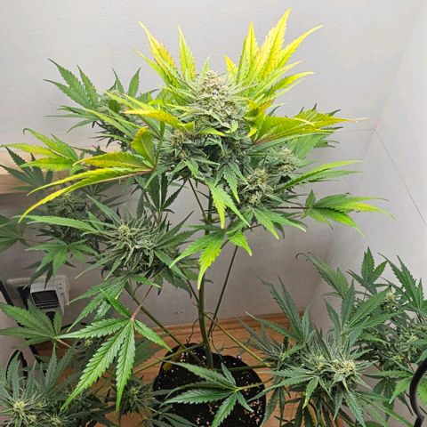 Triple G Automatic growlog timeline photo