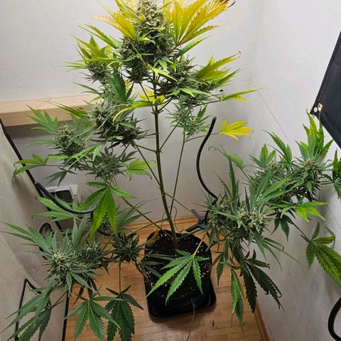 Triple G Automatic growlog timeline photo