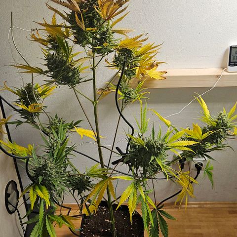 Triple G Automatic growlog timeline photo