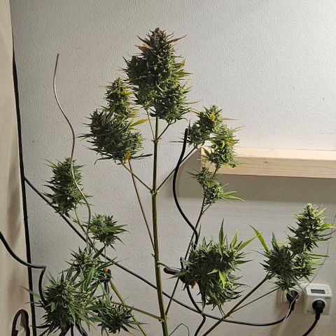 Triple G Automatic growlog timeline photo