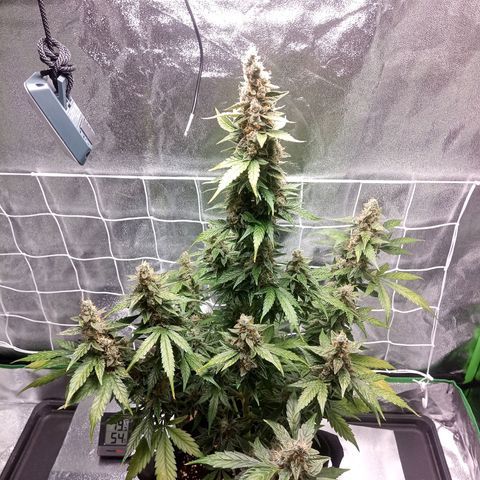 Northern Light Auto growlog timeline photo