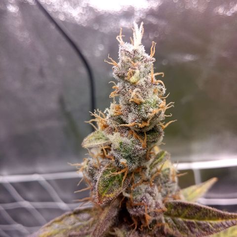 Northern Light Auto growlog timeline photo