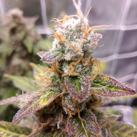 Northern Light Auto growlog timeline photo