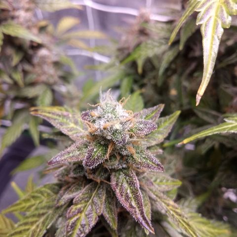Northern Light Auto growlog timeline photo