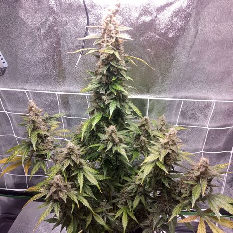 Northern Light Auto growlog timeline photo