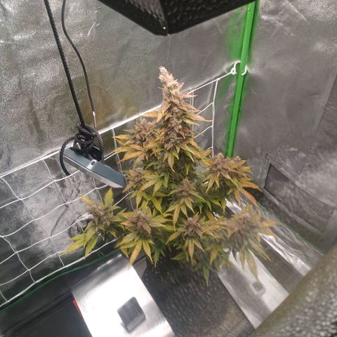 Northern Light Auto growlog timeline photo