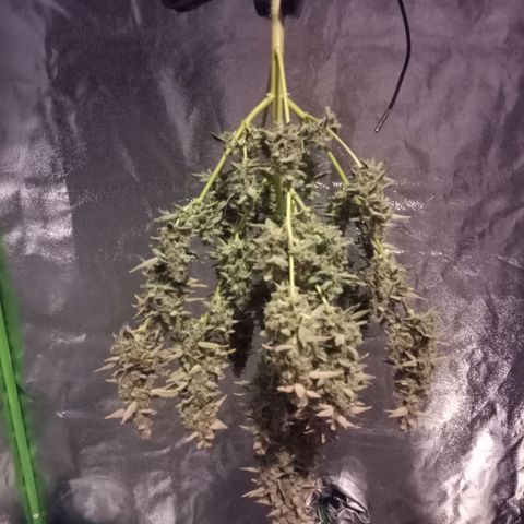 Northern Light Auto growlog photo: Chopping down day