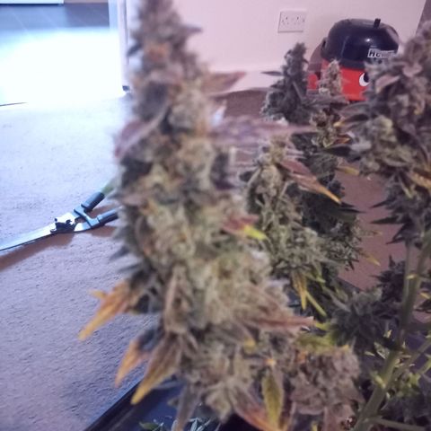 Northern Light Auto growlog photo: Chopping down day