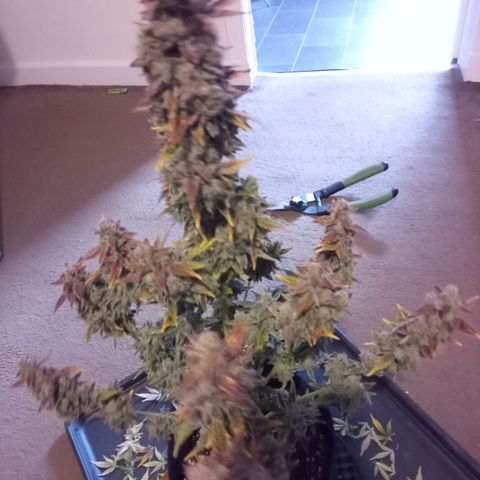 Northern Light Auto growlog photo: Chopping down day
