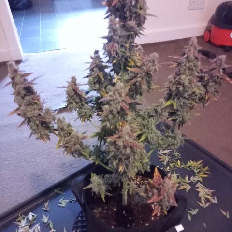 Northern Light Auto growlog photo: Chopping down day