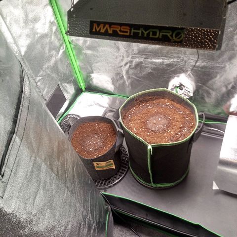 Sour diesel  growlog photo: Sour diesel into soil 