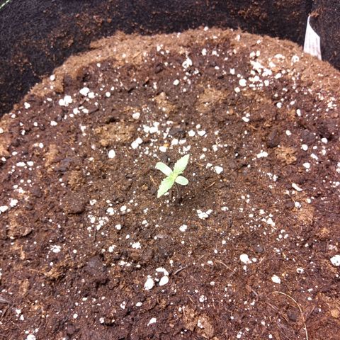 Sour diesel  growlog photo: Growing nicely watered today