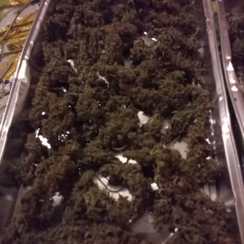 Northern Light Auto growlog photo: Curing has started 