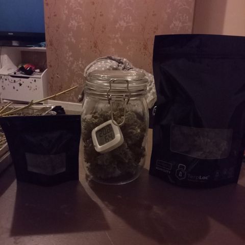 Northern Light Auto growlog photo: Curing has started 