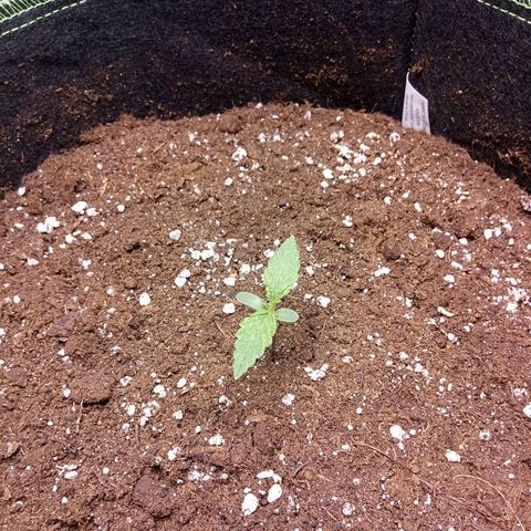 Sour diesel  growlog timeline photo