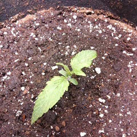 Sour diesel  growlog timeline photo