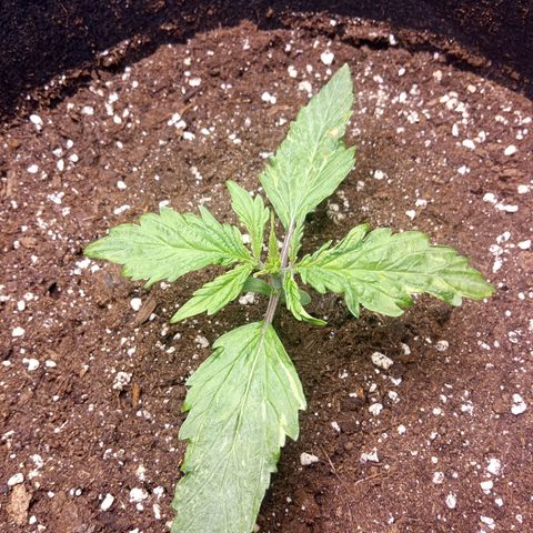 Sour diesel  growlog timeline photo