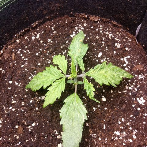 Sour diesel  growlog timeline photo