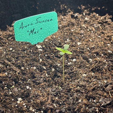 Mei growlog timeline photo