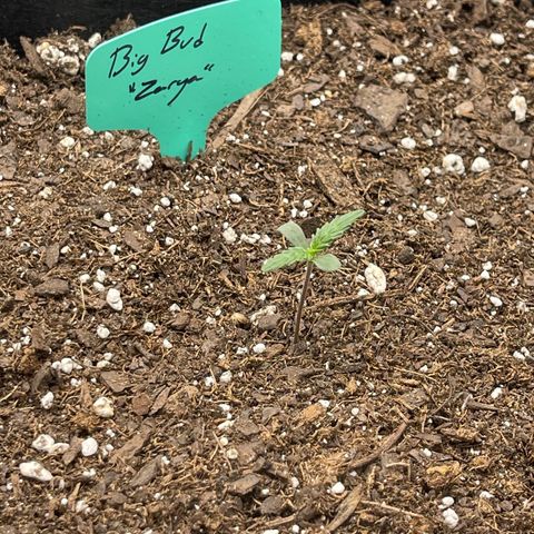 Zarya growlog timeline photo