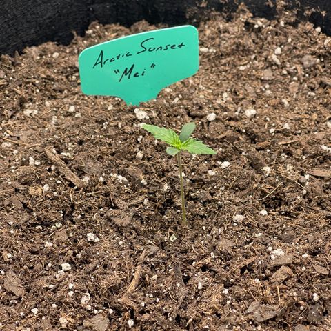 Mei growlog timeline photo