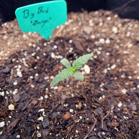 Zarya growlog timeline photo